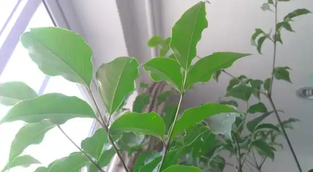 幸福樹新葉發黑乾枯,新芽一碰就掉,問題出在這裡!