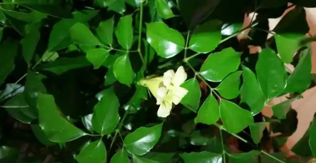 幸福樹掉新芽