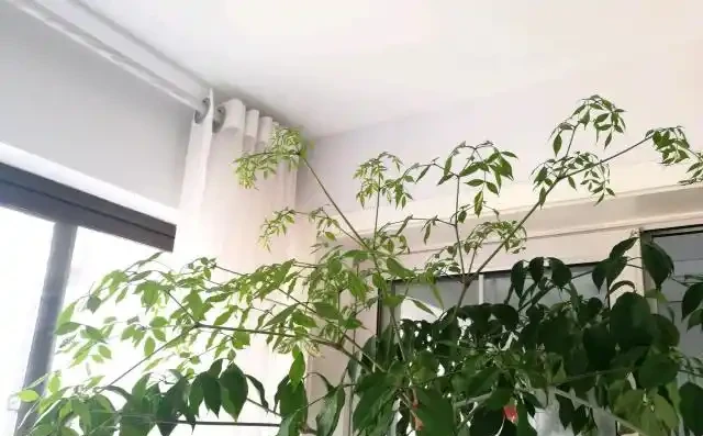 幸福樹掉新芽