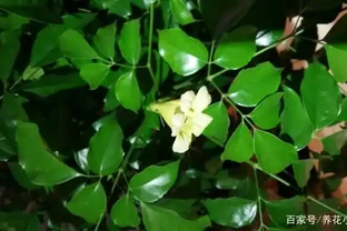 幸福樹新葉發黑乾枯，新芽一碰就掉，問題出在這裡！