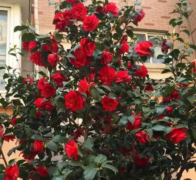 養花，一定要用「硫酸亞鐵」嗎？錯，澆點這種「水」就行！