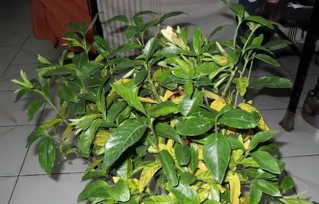 梔子花黃葉的原因,看完就「恍然大悟」了,別錯過!