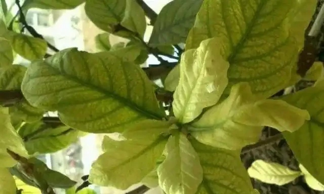 梔子花黃葉的原因,看完就「恍然大悟」了,別錯過!