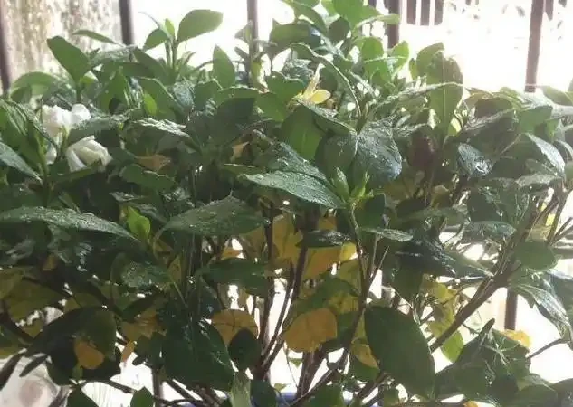 梔子花黃葉的原因,看完就「恍然大悟」了,別錯過!
