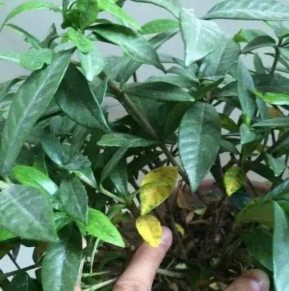 梔子花黃葉的原因,看完就「恍然大悟」了,別錯過!