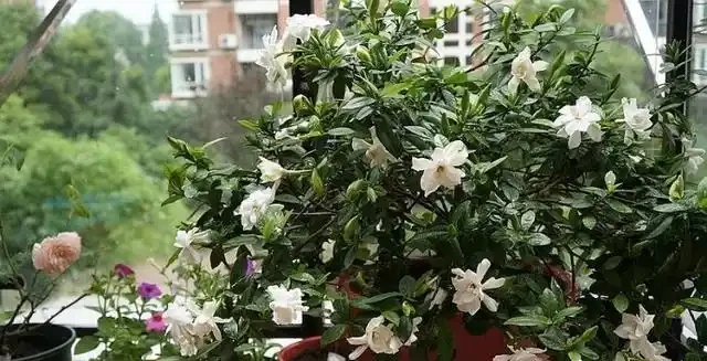 梔子花黃葉的原因,看完就「恍然大悟」了,別錯過!