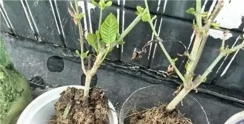 梔子花黃葉的原因,看完就「恍然大悟」了,別錯過!