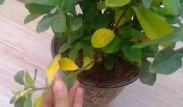 梔子花黃葉的原因,看完就「恍然大悟」了,別錯過!