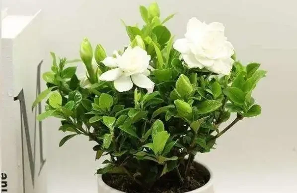 梔子花黃葉的原因,看完就「恍然大悟」了,別錯過!