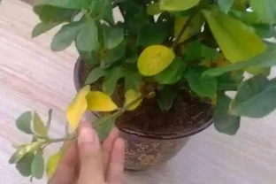 梔子花黃葉的原因，看完就「恍然大悟」了，別錯過！