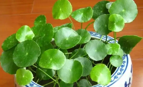 銅錢草水養怎麼養,選擇優良的培養水質是關鍵