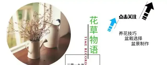 發財樹培養土「硬邦邦」,每月澆2杯「酸水」,土壤軟綿綿、更肥沃