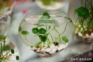 銅錢草水養怎麼養，選擇優良的培養水質是關鍵