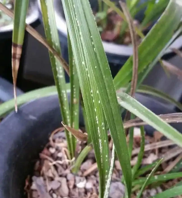 蘭花葉片發黃的病因和處理方法
