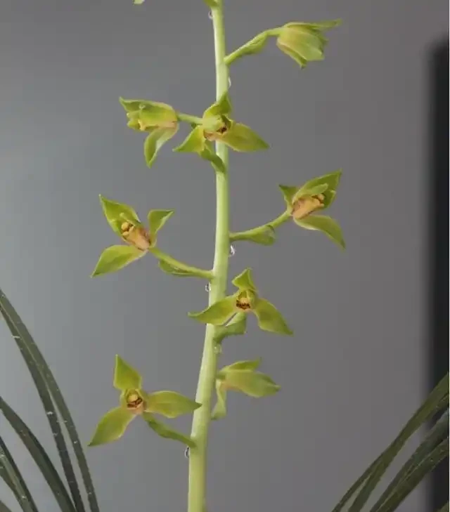 蘭花葉片發黃的病因和處理方法
