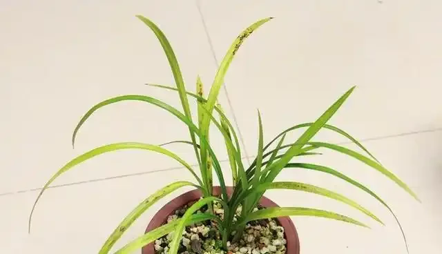 蘭花葉片發黃的病因和處理方法