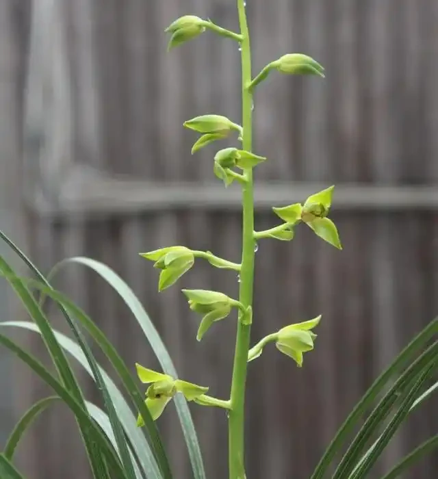 蘭花葉片發黃的病因和處理方法