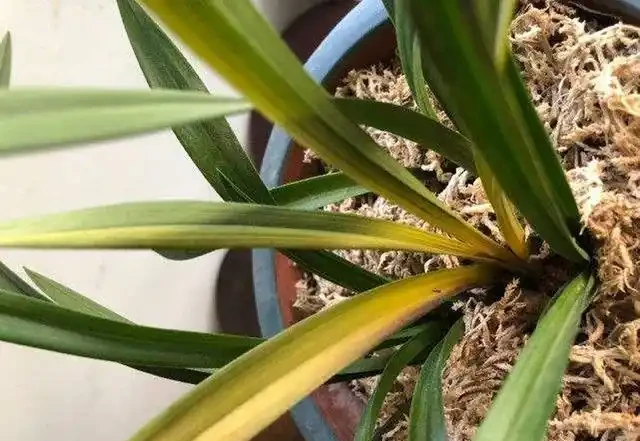 蘭花葉片發黃的病因和處理方法