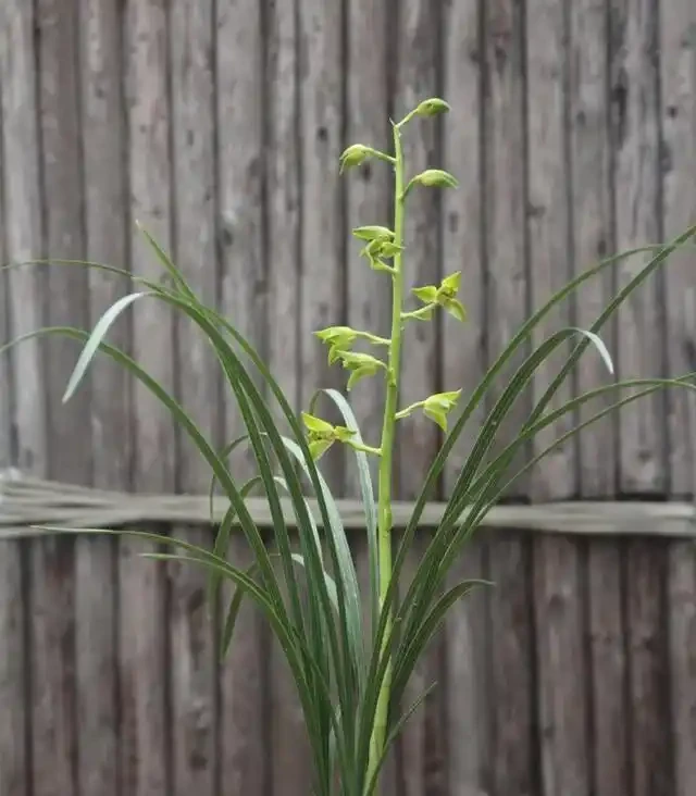 蘭花葉片發黃的病因和處理方法