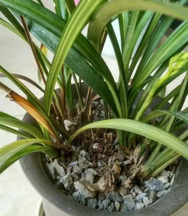 蘭花葉片發黃的病因和處理方法