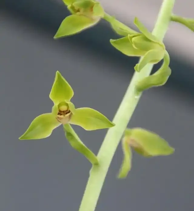 蘭花葉片發黃的病因和處理方法