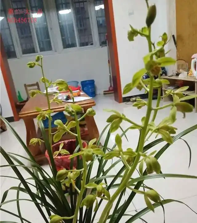 蘭花葉片發黃的病因和處理方法