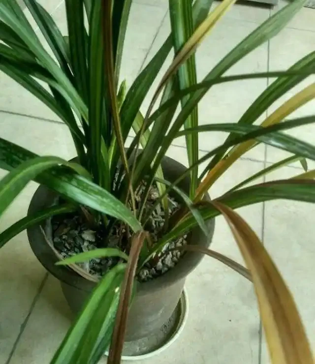 蘭花葉片發黃的病因和處理方法