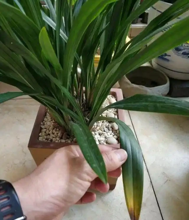 蘭花葉片發黃的病因和處理方法