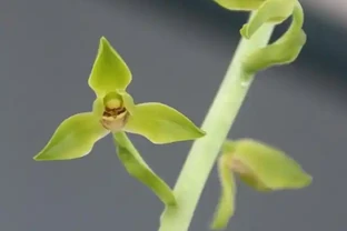 蘭花葉片發黃的病因和處理方法