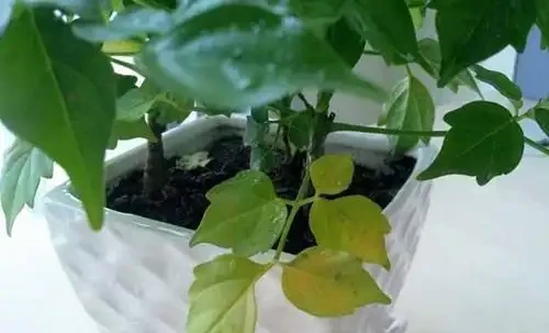 幸福樹葉尖發黑怎麼辦?老花農給你支個招,就能對症進行治療!