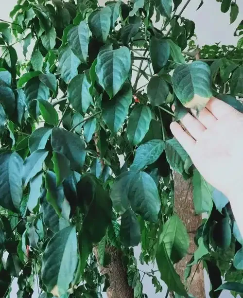 幸福樹葉尖發黑怎麼辦?老花農給你支個招,就能對症進行治療!