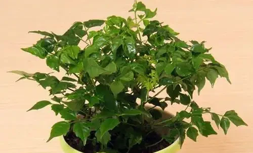 幸福樹葉尖發黑怎麼辦?老花農給你支個招,就能對症進行治療!