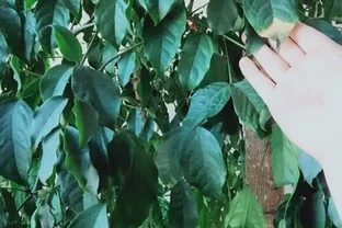 幸福樹葉尖發黑怎麼辦？老花農給你支個招，就能對症進行治療！