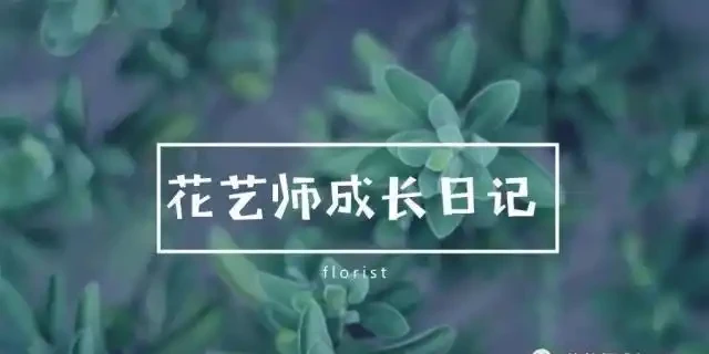 市面上最受歡迎玫瑰排行榜