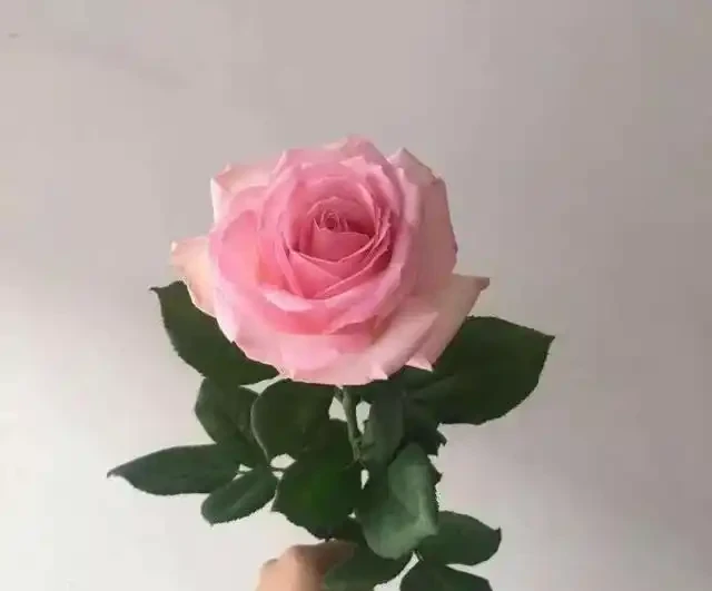 市面上最受歡迎玫瑰排行榜