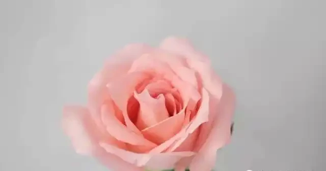 市面上最受歡迎玫瑰排行榜