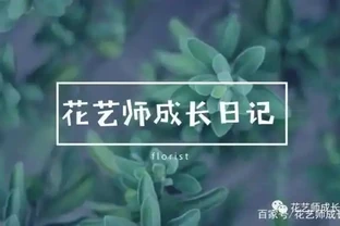 市面上最受歡迎玫瑰排行榜
