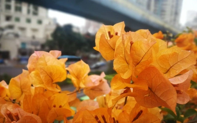 九重葛俗名九重葛,是南方花卉,北方種植必須減輕水土中的鹼性!