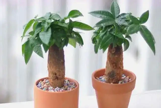 發財樹落葉不要怕,這樣救活它,很快就能枝繁葉茂