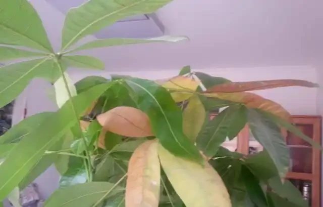 發財樹落葉不要怕,這樣救活它,很快就能枝繁葉茂