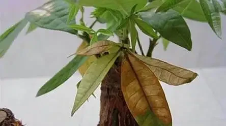 發財樹落葉不要怕,這樣救活它,很快就能枝繁葉茂