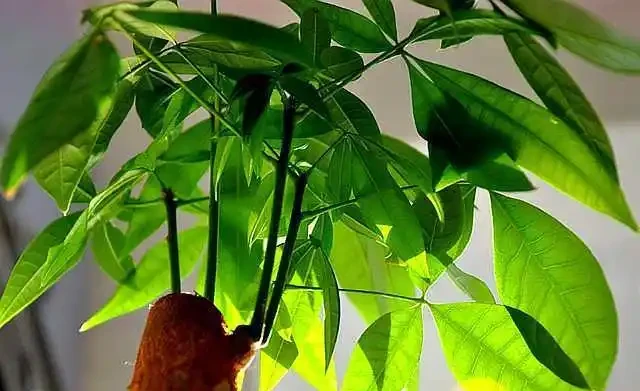 發財樹落葉不要怕，這樣救活它，很快就能枝繁葉茂