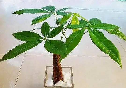 發財樹落葉不要怕,這樣救活它,很快就能枝繁葉茂