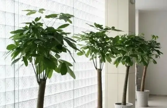 發財樹落葉不要怕,這樣救活它,很快就能枝繁葉茂