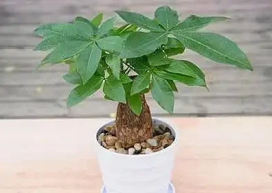 發財樹落葉不要怕,這樣救活它,很快就能枝繁葉茂