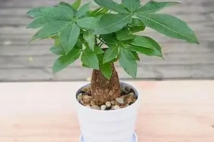 發財樹落葉不要怕，這樣救活它，很快就能枝繁葉茂