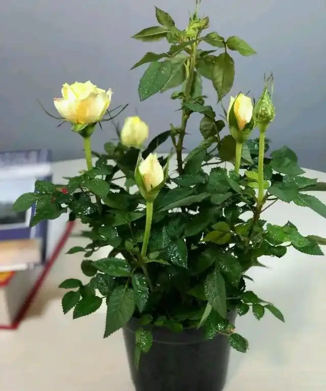 玫瑰花開花期用施肥?分為2種情況,合理施肥,玫瑰開花期長!