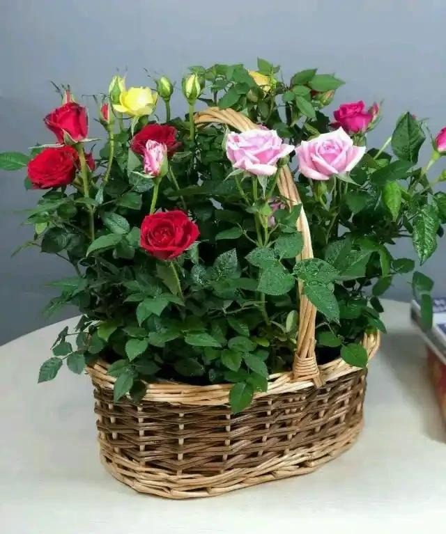 玫瑰花開花期用施肥?分為2種情況,合理施肥,玫瑰開花期長!
