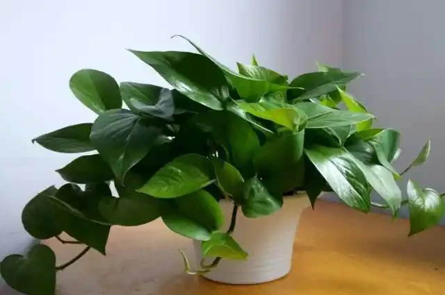 在家養綠植,出現落葉、葉片泛黃,不要忽視,這樣處理輕鬆返綠