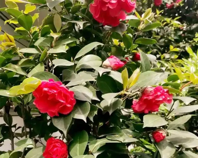 茶花「難開花」?澆上這3種「肥水」,蹭蹭長新芽,花苞多不掉落